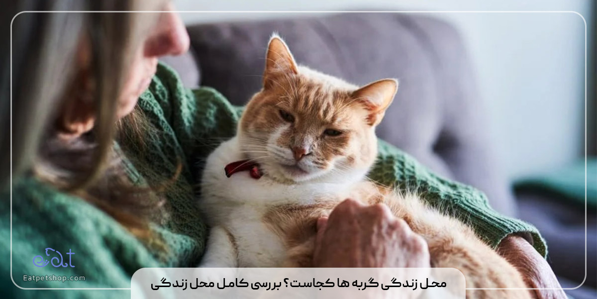 محل زندگی گربه ها کجاست؟