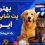 بهترین پت شاپ های ایران