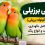طوطی برزیلی