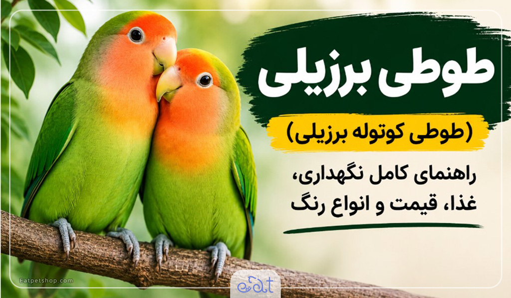 طوطی برزیلی