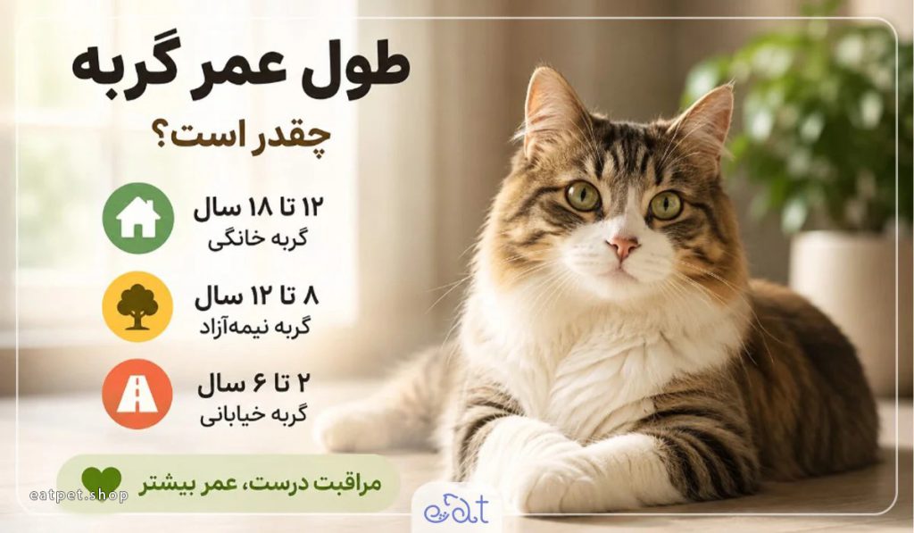 طول عمر گربه