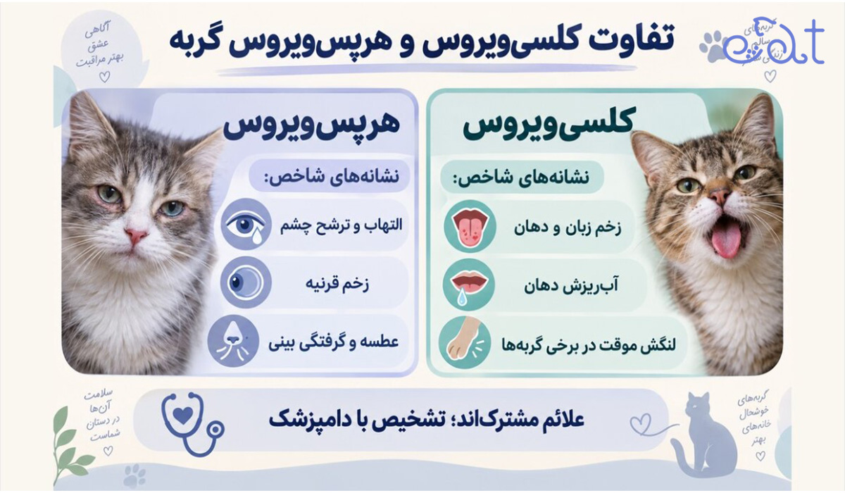 تفاوت ویروس کلسی و ویروس هرس