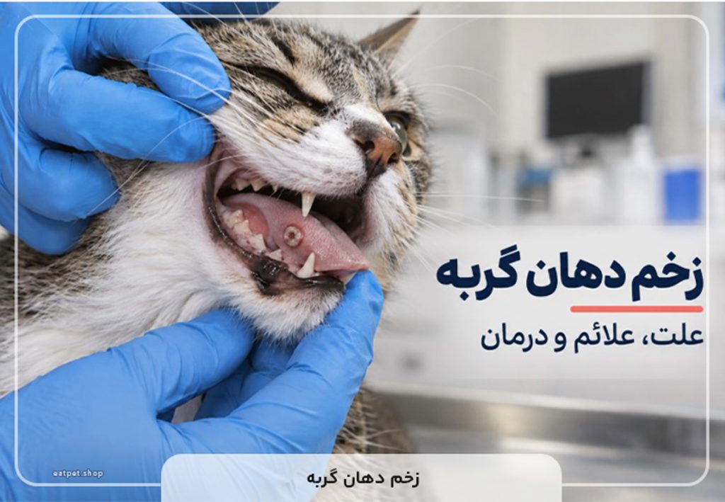 زخم دهان گربه