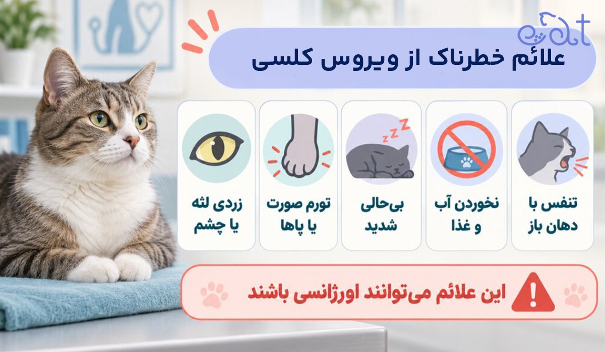 علائم خطرناک از ویروس کلسی