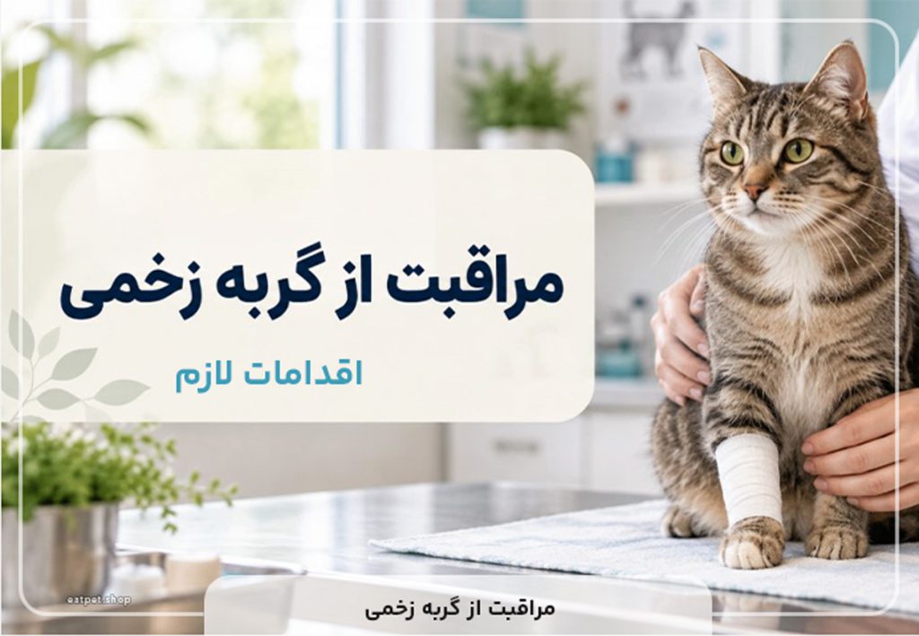 مراقبت از گربه زخمی